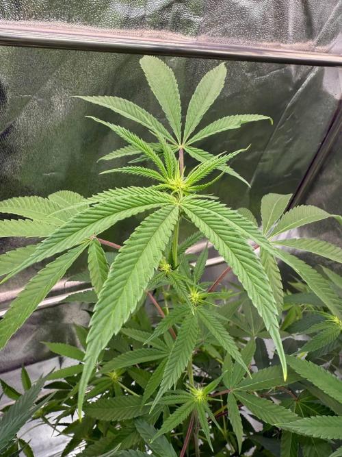 4Z #6 x ZURU. Week 12