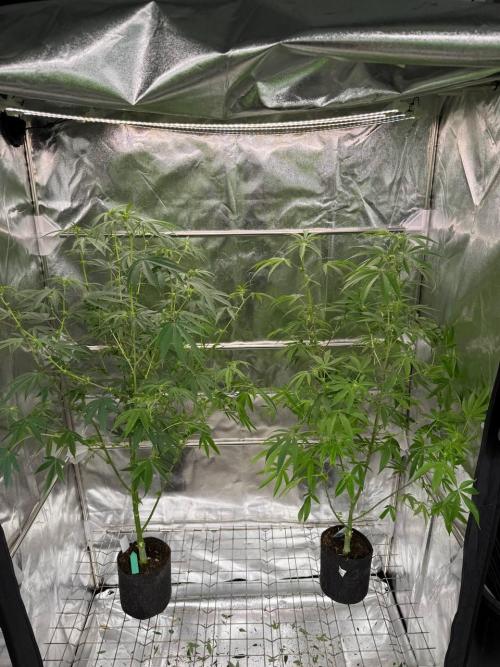 4Z #6 x ZURU. Week 12