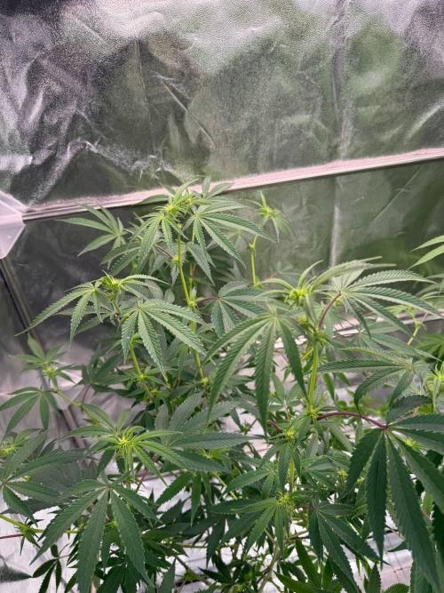 4Z #6 x ZURU. Week 12