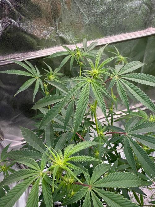 4Z #6 x ZURU. Week 12