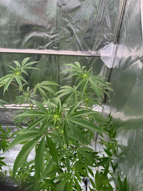 4Z #6 x ZURU. Week 12