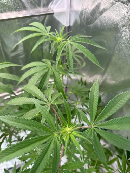 4Z #6 x ZURU. Week 12