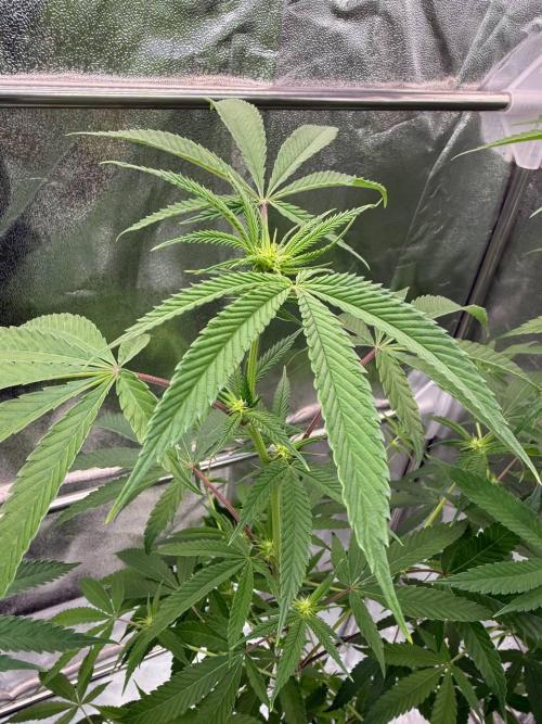 4Z #6 x ZURU. Week 12