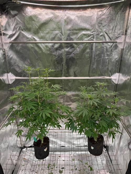 4Z #2 x ZURU. Week 12