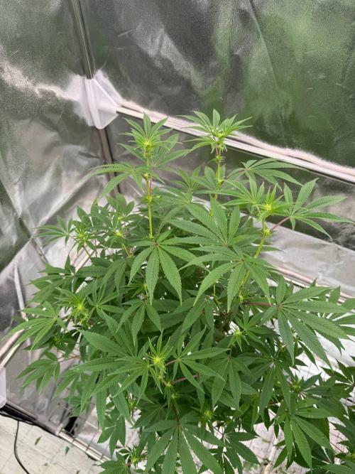 4Z #2 x ZURU. Week 12