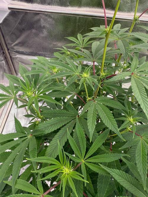 4Z #2 x ZURU. Week 12