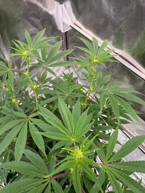 4Z #2 x ZURU. Week 12