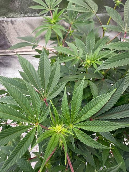 4Z #2 x ZURU. Week 12