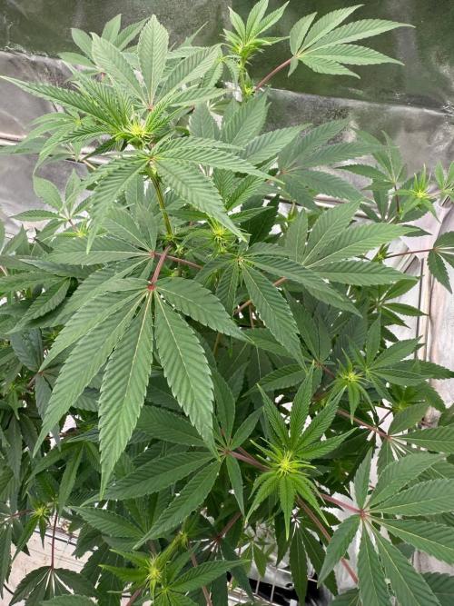 4Z #2 x ZURU. Week 12