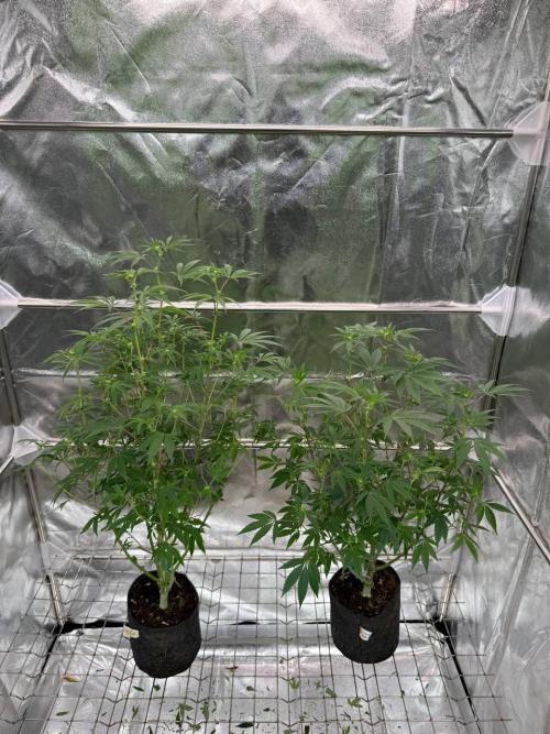 4Z #2 x ZURU. Week 12