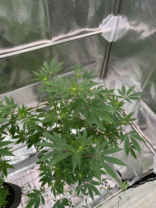 4Z #2 x ZURU. Week 12