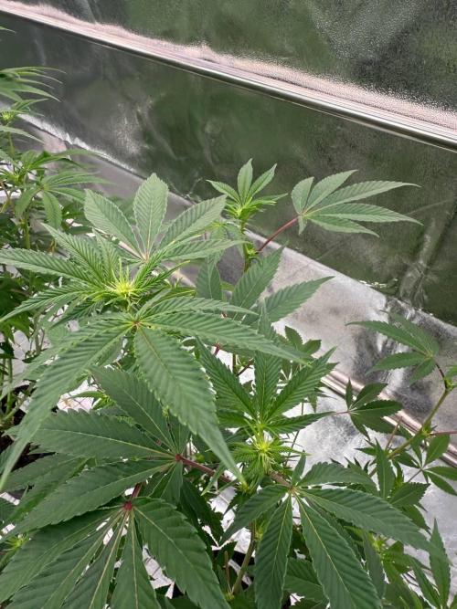 4Z #2 x ZURU. Week 12