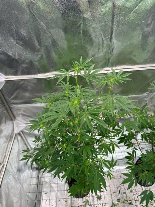 4Z #2 x ZURU. Week 12