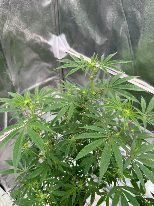 4Z #2 x ZURU. Week 12