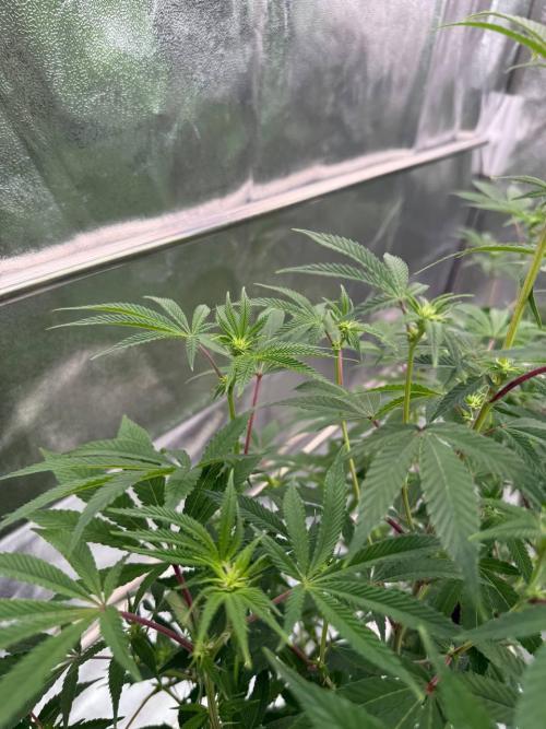 4Z #2 x ZURU. Week 12