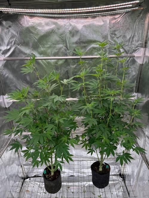 Runtz x OZX. Week 12