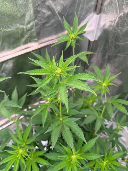 Runtz x OZX. Week 12