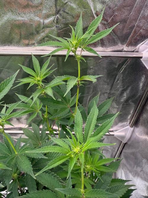 Runtz x OZX. Week 12