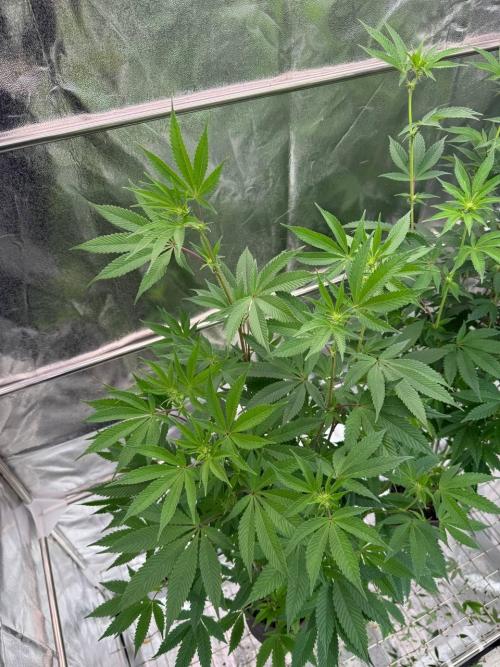 Runtz x OZX. Week 12