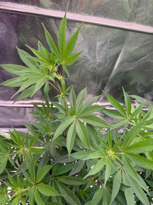 Runtz x OZX. Week 12