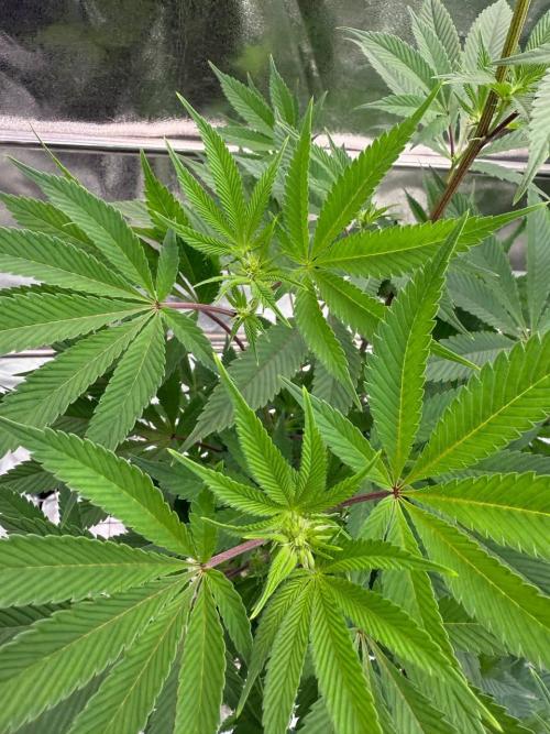 Runtz x OZX. Week 12