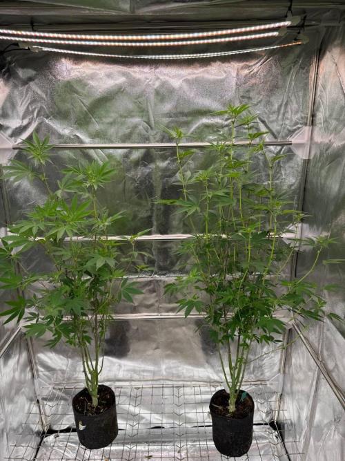 Runtz x OZX. Week 12