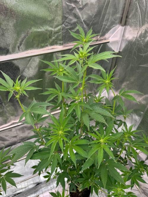 Runtz x OZX. Week 12