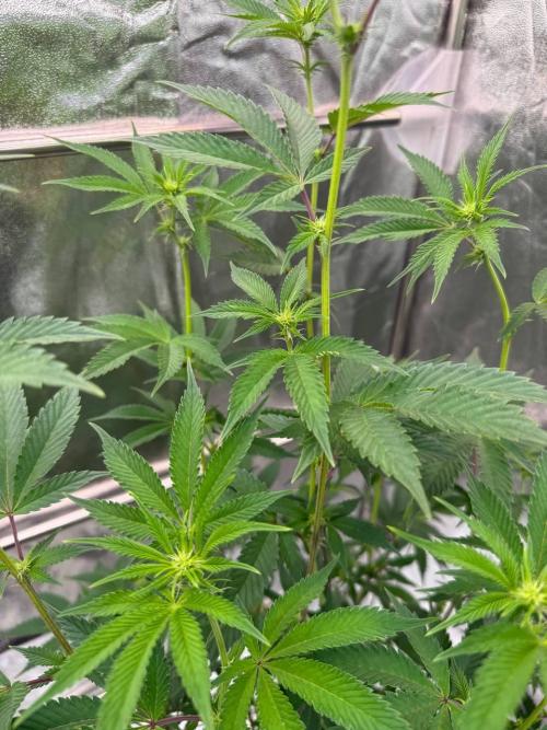 Runtz x OZX. Week 12