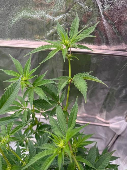 Runtz x OZX. Week 12