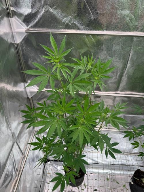 Runtz x OZX. Week 12