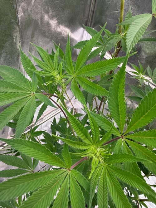 Runtz x OZX. Week 12