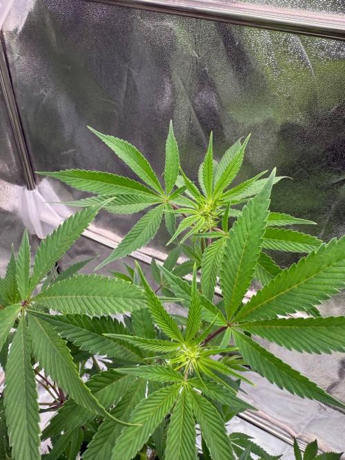 Runtz x OZX. Week 12