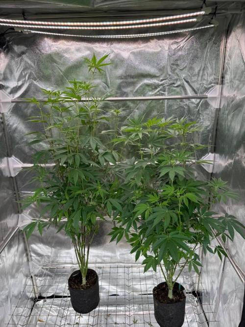 Biscotti x OZX. Week 12