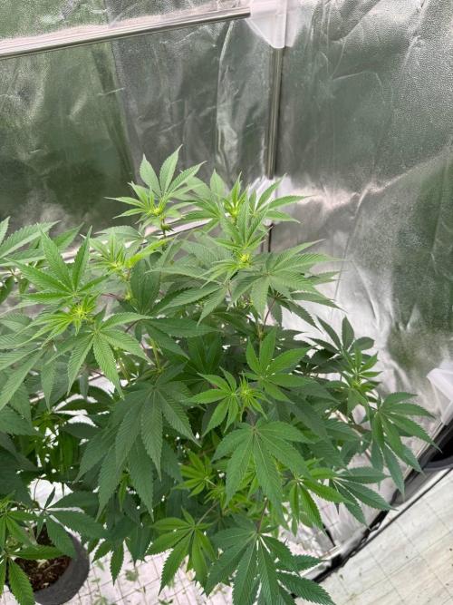 Biscotti x OZX. Week 12