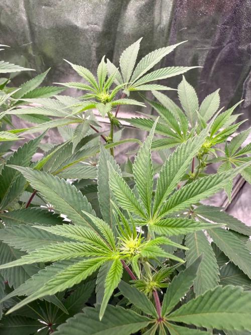 Biscotti x OZX. Week 12