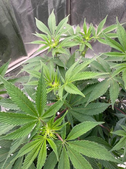 Biscotti x OZX. Week 12