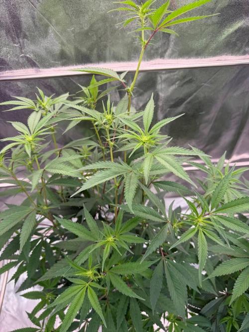 Biscotti x OZX. Week 12