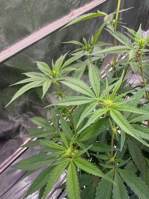 Biscotti x OZX. Week 12