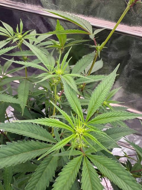 Biscotti x OZX. Week 12