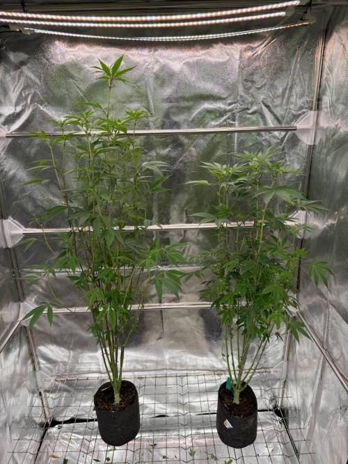 Biscotti x OZX. Week 12