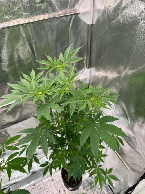 Biscotti x OZX. Week 12