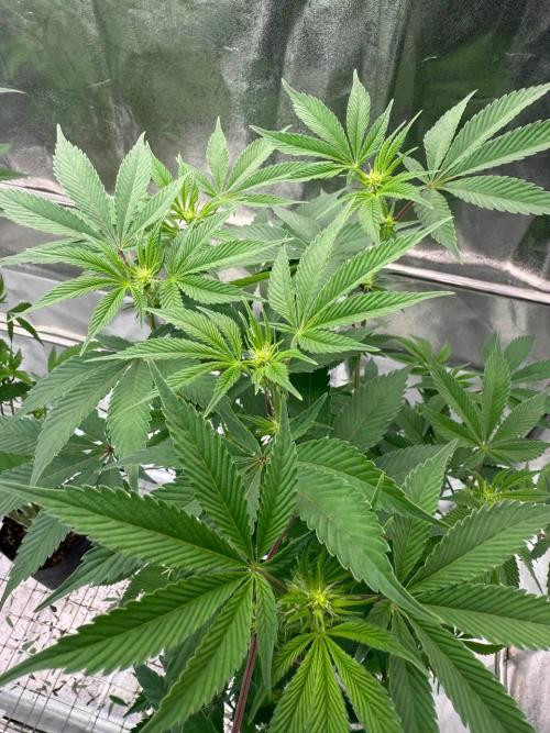 Biscotti x OZX. Week 12