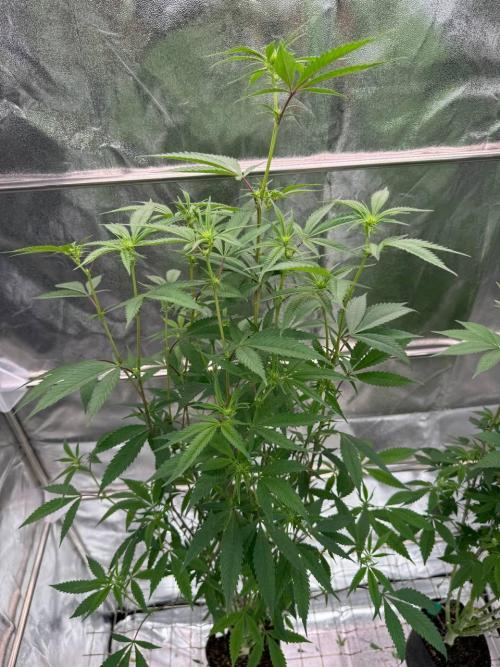 Biscotti x OZX. Week 12