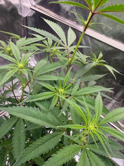 Biscotti x OZX. Week 12