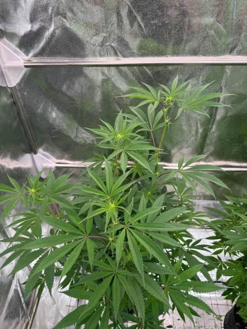 OZX x OZX. Week 12