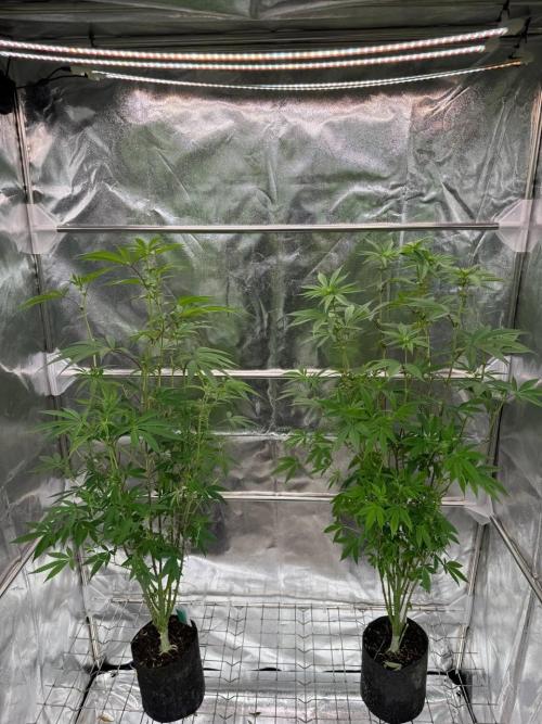 OZX x OZX. Week 12