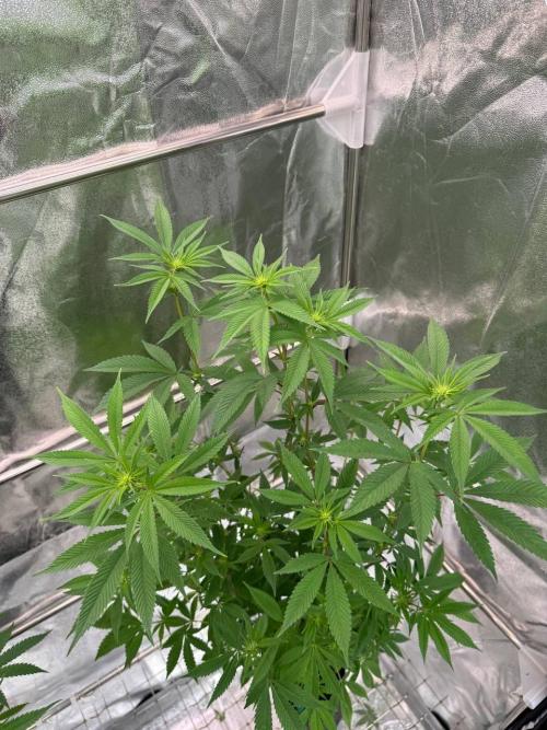 OZX x OZX. Week 12