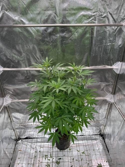 Exodus x Xkittlex REG. Week 12