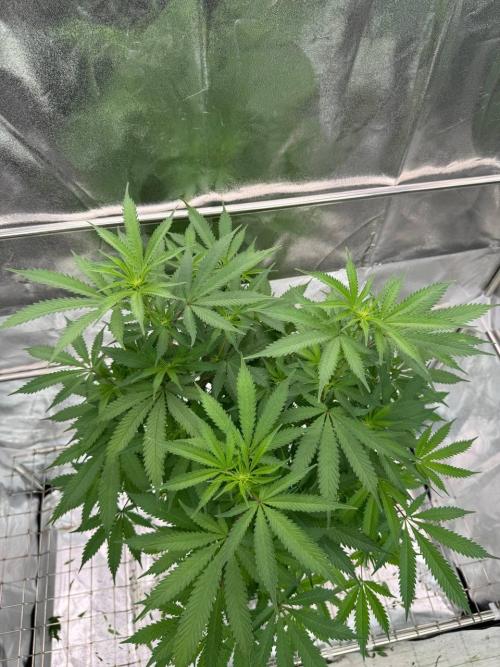 Exodus x Xkittlex REG. Week 12