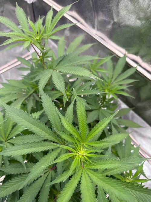 Exodus x Xkittlex REG. Week 12